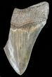 Partial, Serrated, Fossil Megalodon Tooth #47599-1